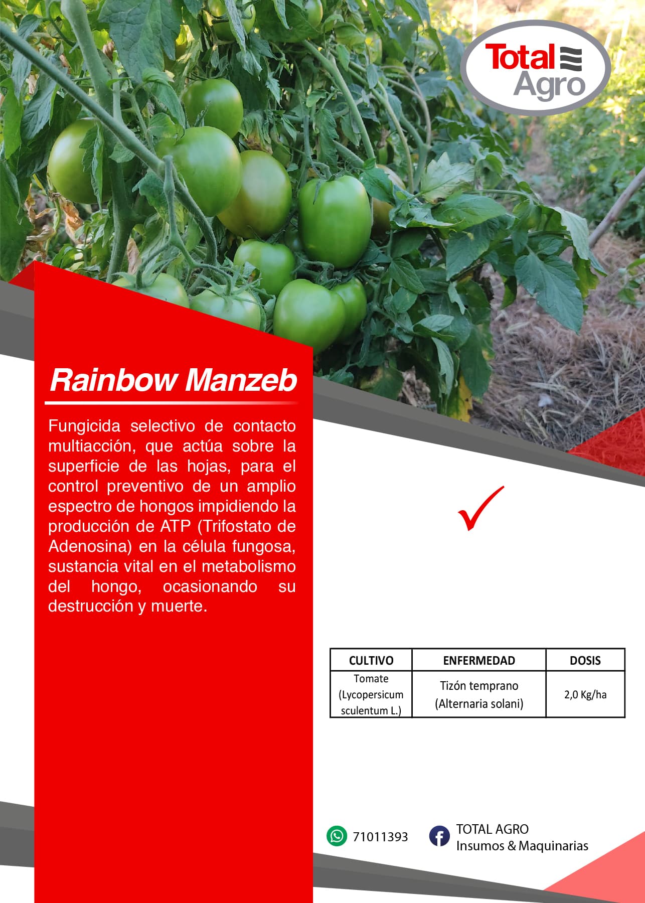 Rainbow Manzeb